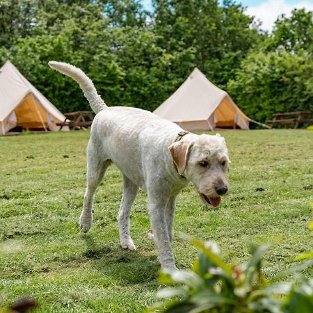 Bell Tent Glamping At Marwell Resort วินเชสเตอร์ ภายนอก รูปภาพ