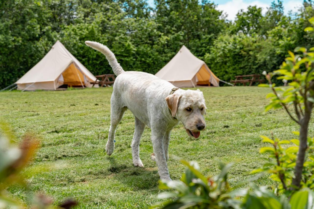 Bell Tent Glamping At Marwell Resort วินเชสเตอร์ ภายนอก รูปภาพ